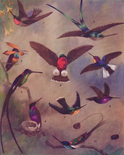 The Marvelous Color of Humming-Birds, 1935 av Unbekannt