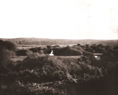 The New Forest, Hampshire, 1894. av Unbekannt