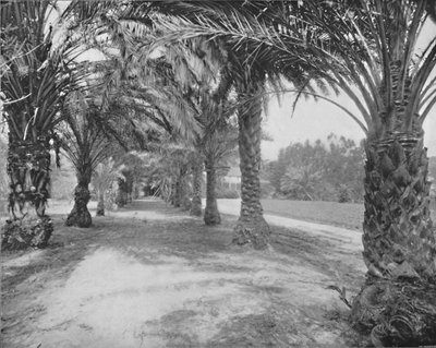 The Palms of Glenannie, Florida, 1800-talet av Unbekannt