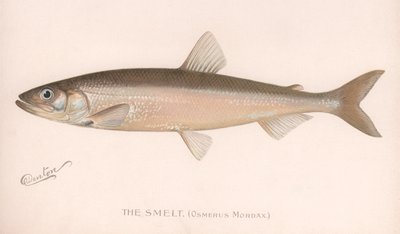 The Smeet Osmerus Mordax., ca 1920-talet av Unbekannt