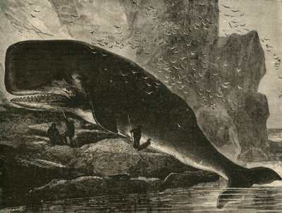 Kaskelot, 1882. av Unbekannt