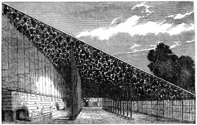 The Vinery at Hampton Court, 1800-talet av Unbekannt