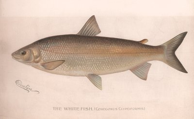 Den vita fisken Coregonus Clupeiformis, ca 1920-talet av Unbekannt
