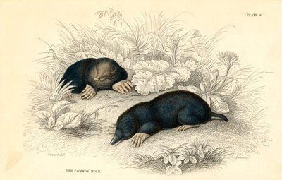 Förkylningen Talpa europaea, 1828 av Unbekannt