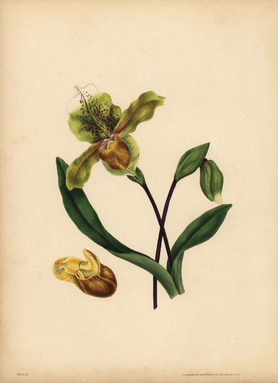 Den ädla damtoffeln, Cypripedium reginae, Likhet av Unbekannt