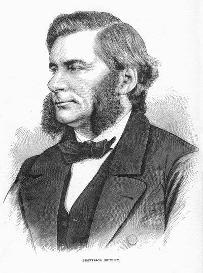 Thomas Henry Huxley, brittisk biolog, c1860-talet av Unbekannt