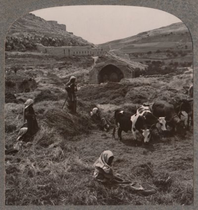 Tröska spannmål nära Jacobs Well, c1900 av Unbekannt