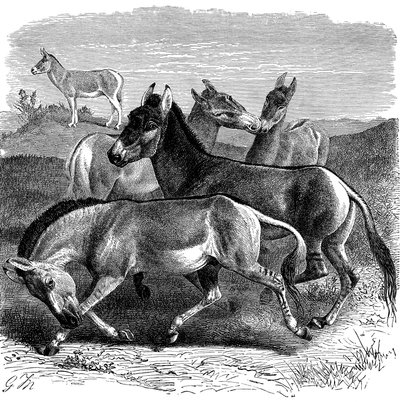 Tibetansk vildröv eller Kiang, 1893 av Unbekannt