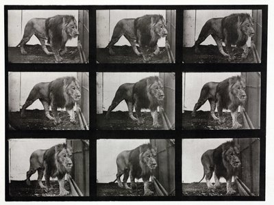 Time-lapse-fotografier av ett lejon som går i sin bur av Unbekannt