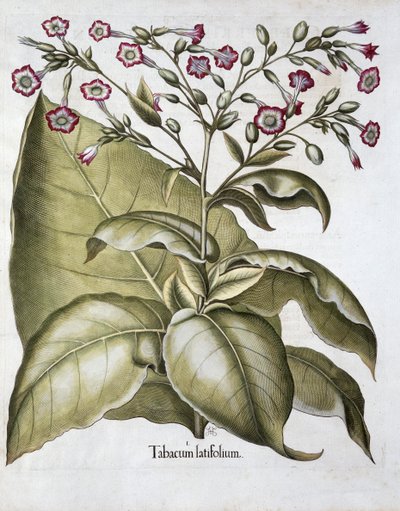 Tobaksväxt, 1613 av Unbekannt