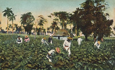 Tobaksplantage, Kuba, c1920-talet. av Unbekannt