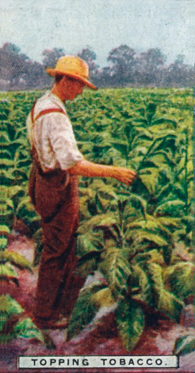 Topping Tobacco, 1926 av Unbekannt