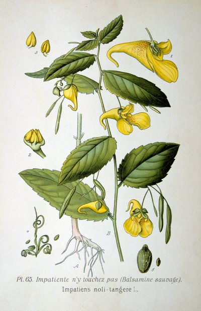 Rör-mig-ej-balsam, 1893 av Unbekannt