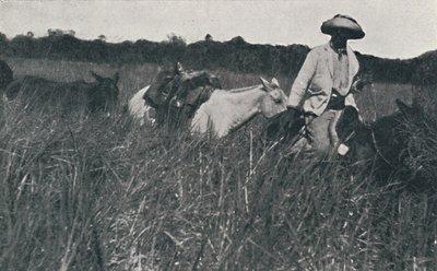 Resa på Pampas, 1916 av Unbekannt