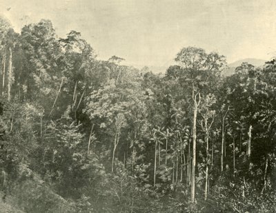 Tropical Scrubs, Blackall Range, Queensland, 1901. av Unbekannt