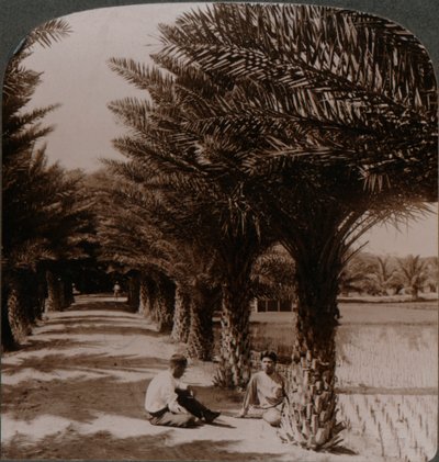 Tropisk skönhet i en aveny med dadelpalmer, Moanalua nära Honolulu, H. Is. c1900 av Unbekannt