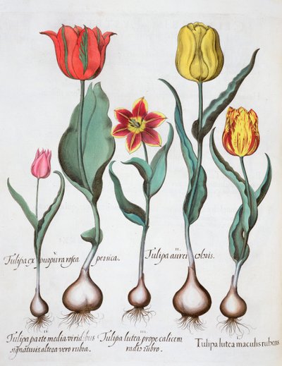 Tulpaner, 1613 av Unbekannt