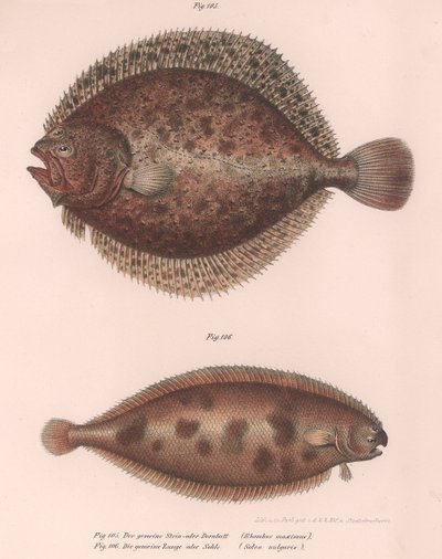 Piggvar, Rhombus maximus, Common Sun Solea, ca 1850-talet av Unbekannt