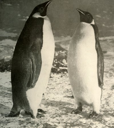 Två kejsarpingviner, c1908, 1909. av Unbekannt