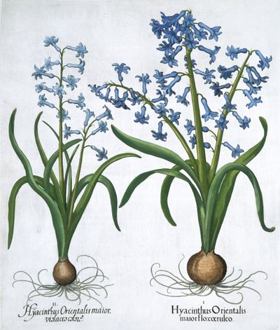 Två blå hyacinter, 1613 av Unbekannt