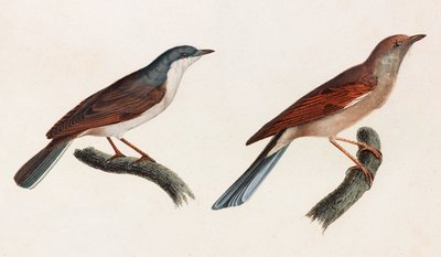 Två färgillustrationer av en fågel av Unbekannt