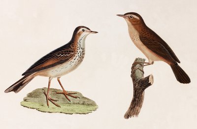 Två färgillustrationer av en fågel av Unbekannt