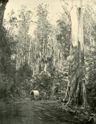 Farbror Sam, 1901. av Unbekannt
