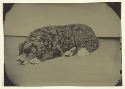 Namnlös hund, 185099. av Unbekannt