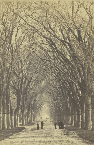 Träda allé utan titel, 1840-1900. av Unbekannt