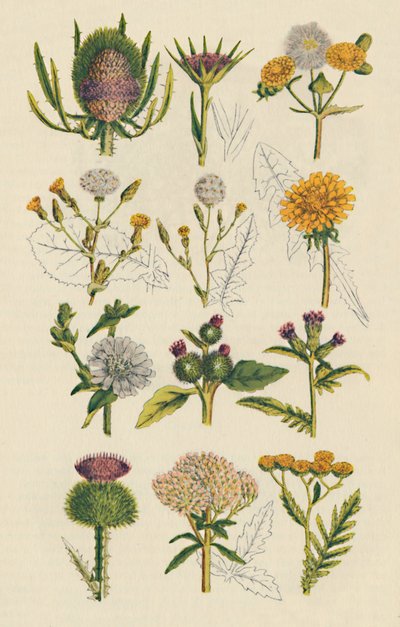 Sorter av brittiska vildblommor, 1947 av Unbekannt