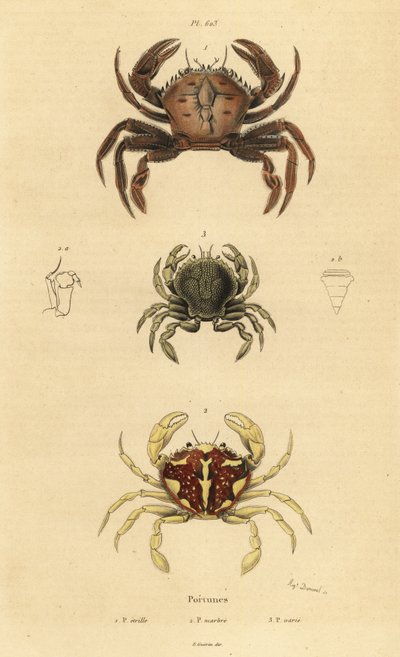 Sammetskrabba, Necora puber 1, marmorerad simkrabba, Liocarcinus marmoreus 2 och Pennant