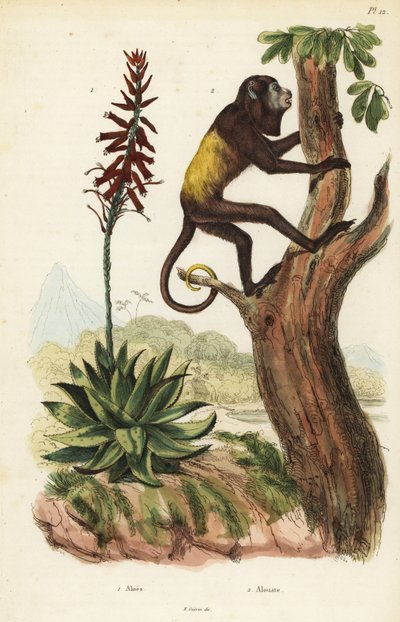 Venezuelansk röd vrålare, Alouatta seniculus 2 och Aloe vera av Unbekannt