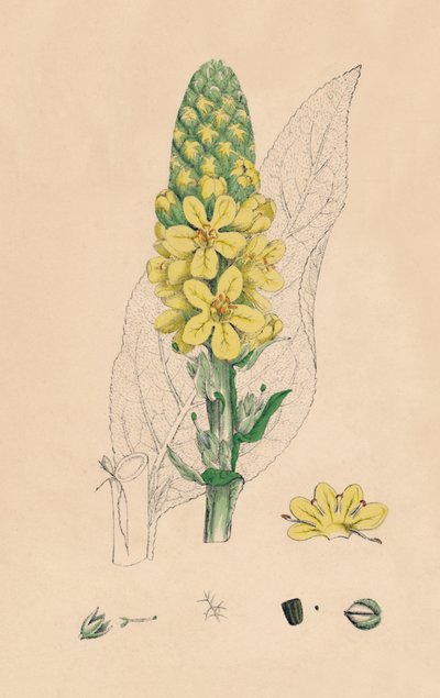 Verbascum Thapsus. Great Mullein, 1800-talet av Unbekannt