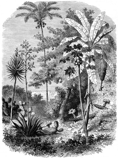Utsikt över den spanska huvudgatan, Guatemala, 1877 av Unbekannt