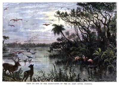 Utsikt över en av bifloderna till St John River, Florida, 1800-talet av Unbekannt