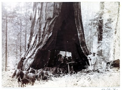Vagn passerar genom ett gigantiskt träd, Nordamerika, ca 1900 av Unbekannt