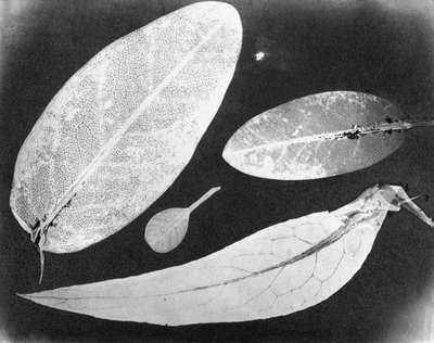 Vattenfixerat foto Fyra blad, sommaren 1839 av Unbekannt