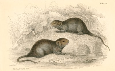 Vattensork Arvicola terrestris, även känd som svartvattenråttan, 1828 av Unbekannt