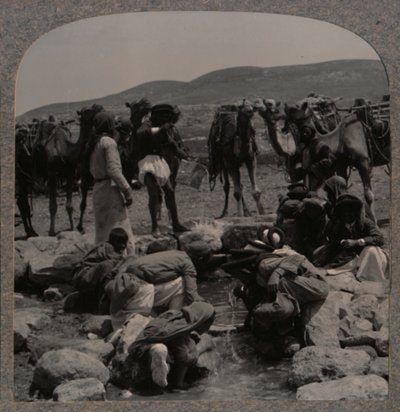 Vattna kameler vid Jacobs brunn, c1900 av Unbekannt