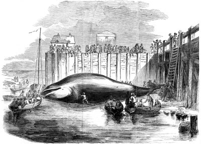 Val som fångats i Themsen, Grays, Essex, 1800-talet av Unbekannt