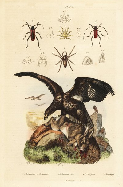 Havsörn, Haliaeetus albicilla 5, och byte, vattenspindel, Argyroneta aquatica 1, Purpuricenus skalbaggar av Unbekannt