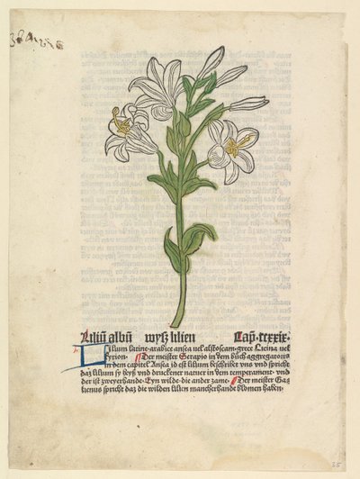 White Lily, illustration från Gart der Gesundheit Sch.4332, 28 mars 1485. av Unbekannt