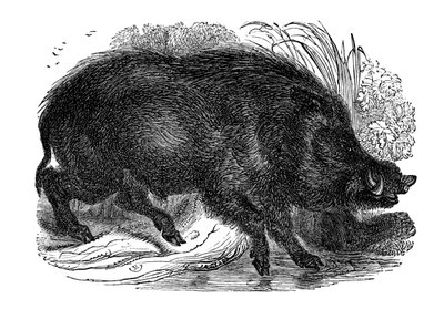 Vildsvin, 1848 av Unbekannt