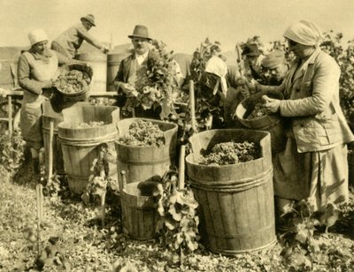 Vinskörd nära Baden bei Wien, Niederösterreich, c1935. av Unbekannt