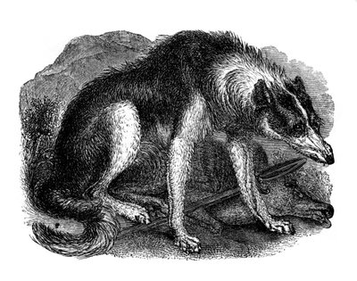 Varghund, 1848 av Unbekannt