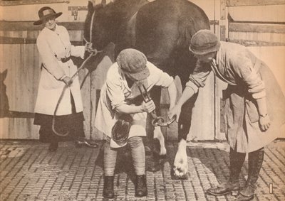 Kvinnor som hovslagare på hästsjukhuset i ett stort åkeriföretag, c1916, 1935 av Unbekannt