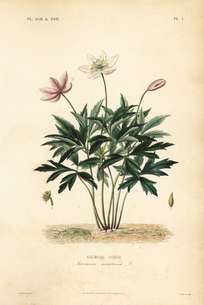 Skogsippor eller vindblomma, Anemone nemorosa, Anemone sylvie av Unbekannt