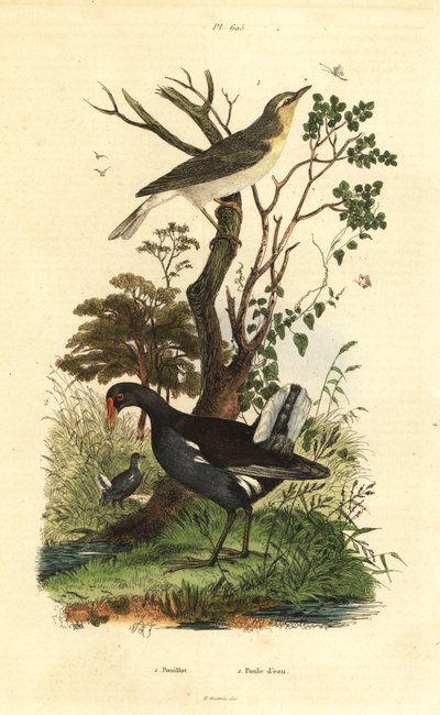 Skogsångare, Phylloscopus sibilatrix, och hedhöna, Gallinula chloropus av Unbekannt