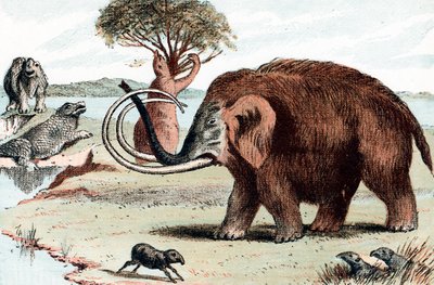 Ulllig mammut Mammuthus, 1892 av Unbekannt