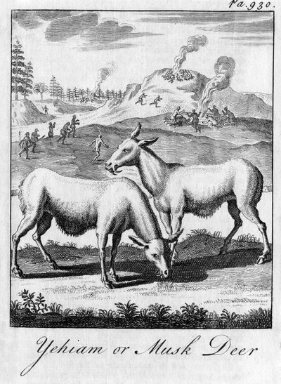 Yehiam eller myskhjort, c1700-talet av Unbekannt